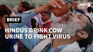 Hindu activists drink cow urine against the coronavirus | AFP