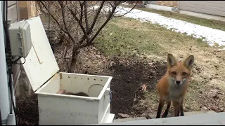 Mother Fox Returns For Her Babies | Never Seen Before Footage!!