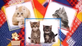 A video clip for a song about cats and kittens