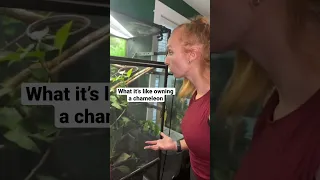 What it’s like owning a chameleon
