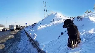 -25 degrees, this loyal dog looked at each passing driver, he was desperate