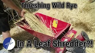 Threshing Wild Rye With A Leaf Shredder?!