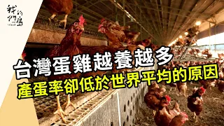 蛋雞的家要多大？｜透過友善飼養提高產蛋率(公視我們的島 第1204集 2023-05-15)