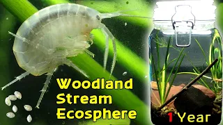 From BOOM to BUST, The SURVIVORS of the Amphipod APOCALYPSE │Woodland Stream Ecosphere 1 Year Update