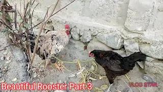 Big Rooster |🐓| Love Hen Part 3 | Village Animals |