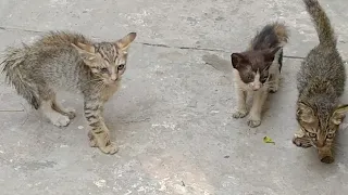 Rescue Tiny Kitten Protecting His Territory And Food || Brave Kitten Not Afraid Of Big Kitten ||