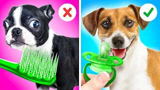 Trate bem seu animal de estimação!😻🐶 As melhores ideias de bricolagem para cães e gatos