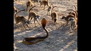 cobra Vs Meerkat Fight !!! Meerkat Kills Cobra