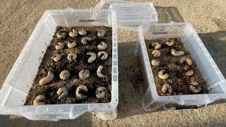 I made a breeding case so that the beetle larvae can easily become adults.