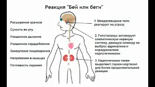 Неуправляемая агрессивность истероидного типа, - степень деструктивности