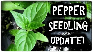 Pepper Seedlings Indoor Grow Update #1 - Growing Peppers From Seed Indoors | LucasGrowsBest