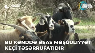 Bu Kənddə Əsas Məşğuliyyət Keçi Təsərrüfatıdır