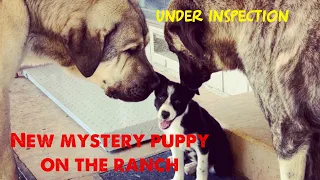 Livestock guardian dogs inspect new mystery puppy. Find out who she is…