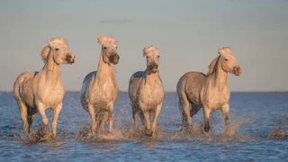 Камаргу- морские лошади