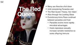 The Red Queen