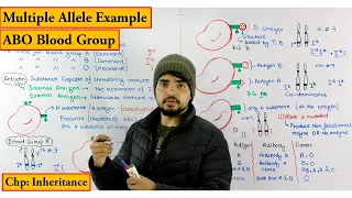 ABO Blood Group System Detailed lecture (Multiple allele example) chapter Genetics / Inheritance