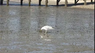 Seagull eating the Crab