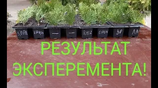 РЕЗУЛЬТАТ ЭКСПЕРЕМЕНТА С УКОРЕНИТЕЛЯМИ! В чём лучше укореняются черенки туи смарагд!🌳