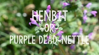 Is It Henbit or Purple Deadnettle? — How to Tell