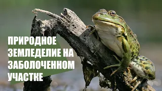 Природное земледелие на заболоченном участке, компостирование зимой с использованием СТИМИКС Компост