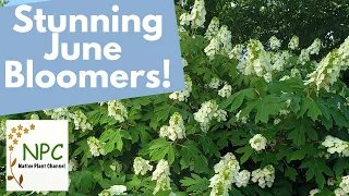 See stunning June-blooming native plants for the northeast! #native plants #pollinator plants