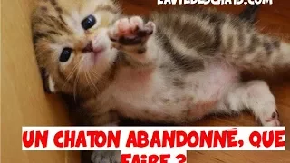 UN CHATON 🐱 ABANDONNÉ ET RECUEILLI, QUE FAIRE ?