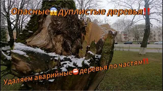 Арбористика‼️Удаляем деревья в очень аварийном состоянии. Опасные Деревья😱 в критическом состоянии!