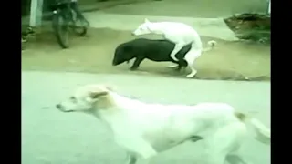 OMG! Big Dog mating with Pig on the Street || Dog mating pig Slut