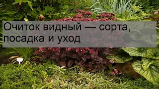 Очиток видный — сорта, посадка и уход