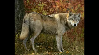 Волк отмстил, но отомстил без крови    1080p via Skyload