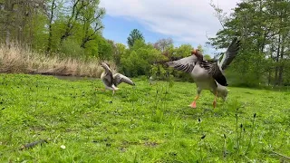 Best Bird Sounds | Nightingale Song |  Relaxing,Stress Relief |  Magical Nature |  calm time