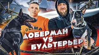 БУЛЬТЕРЬЕР против ДОБЕРМАНА | как Дед Виталий тренирует ПИТБУЛЯ