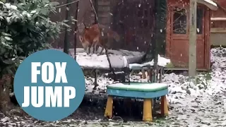 Cute fox caught bouncing on a snow-covered trampoline - just like the John Lewis advert