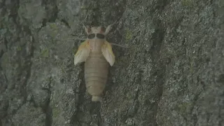 Cicadas beginning to emerge around Chicago