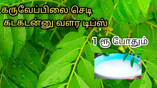 karuveppilai growing tips in Tamil/கருவேப்பிலை செடி இலைகள் பெரியதாக வளர டிப்ஸ்/#கருவேப்பிலைவளர்ப்பு