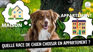 QUELLE RACE DE CHIEN CHOISIR EN APPARTEMENT ?