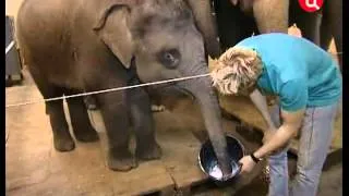Слоны Корниловых в программе  "Наши любимые животные".