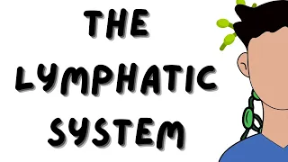 The Lymphatic System explained in 5 minutes - Lymph Vessels - Lymph Ducts - Lymph Nodes - Animation