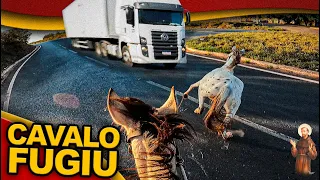 Cavalo fugiu na rodovia 😨