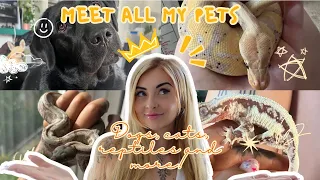 MEET ALL MY PETS! (40+ ANIMALS! DOGS, CATS, BIRDS, REPTILES & MORE!)