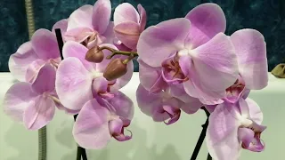 Вредители орхидей. Насекомые в грунте. #моишестьсоток#хештег#орхидеи