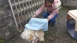 Elderly dog  lived her whole life as a stray, until we found her injured.