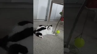 Кетти играется, ч. 2, 😄🌷😸🍀😻🥰