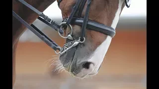F R I E N D S | Equestrian music video