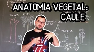 Organologia do Caule (Anatomia) - Aula 16: Botânica (Prof. Guilherme)