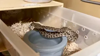 A Special Baby Rattlesnake