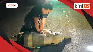 Thai baby elephant hit by motorcycle survives after receiving CPR