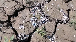 Так выглядит засуха. Крымское водохранилище без воды