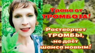 Трава от ТРОМБОЗА! Растворяет старые ТРОМБЫ и не дает образоваться новым! Сныть обыкновенная,польза