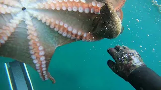 jun - hobby octopus hunting 003 #Oktopus